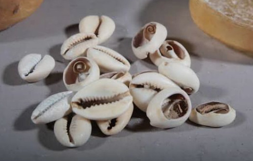 Cauris utilisés pour les rituels de déblocage professionnel et réussite au travail par Professeur Adama marabout voyant